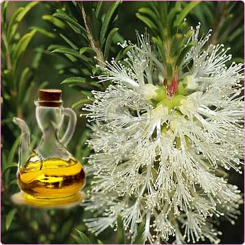 Cajeput Essential Oil 4